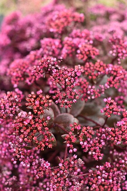 &#39;SunSparkler® Cherry Tart&#39; Rozchodnik Sedum