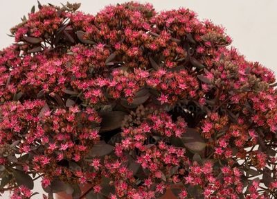 &#39;SunSparkler® Dazzlebery&#39; Rozchodnik Sedum
