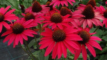 &#39;Glowing Dream&#39; Jeżówka Echinacea