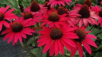 &#39;Glowing Dream&#39; Jeżówka Echinacea