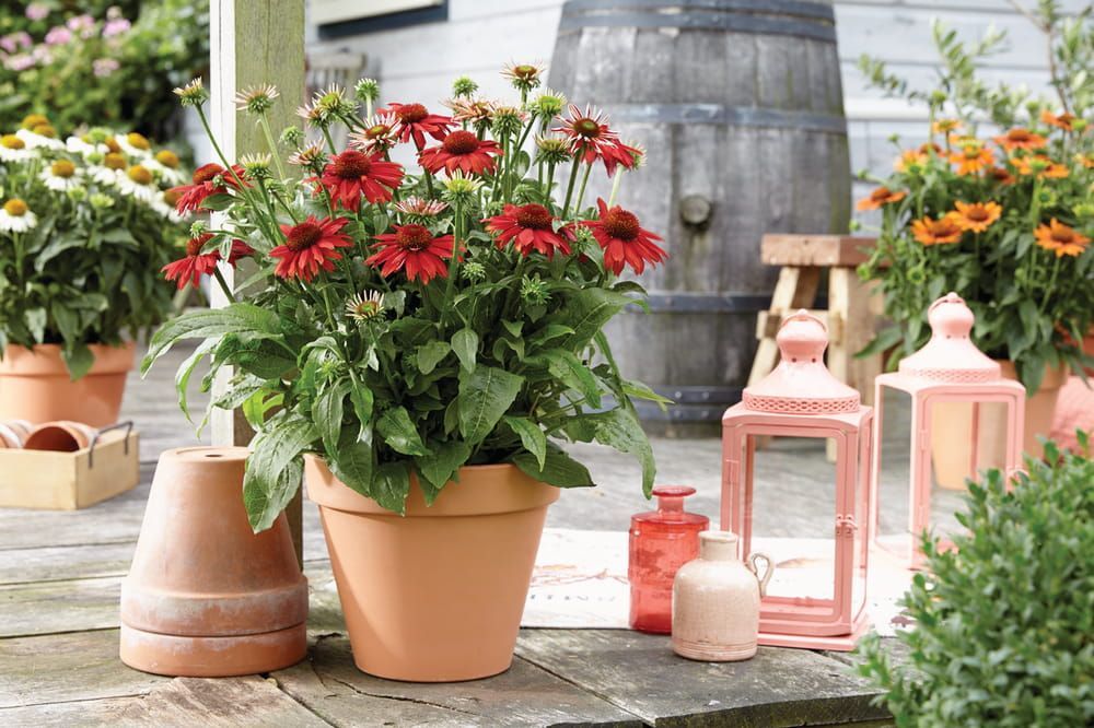 &#39;Sombrero® Salsa Red&#39; Jeżówka Echinacea