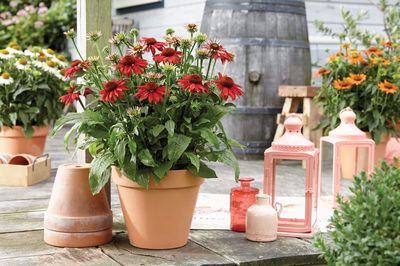 'Sombrero® Salsa Red' Jeżówka Echinacea