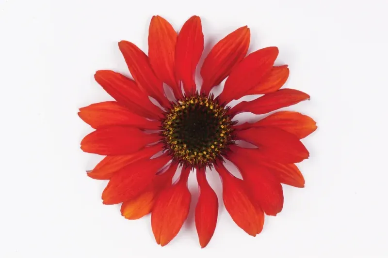 &#39;Sombrero® Sangrita&#39; Jeżówka Echinacea