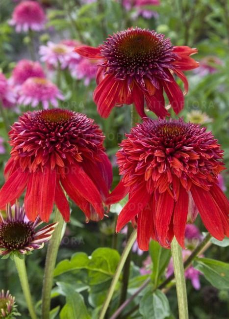 &#39;Sunny Days Ruby&#39; Jeżówka Echinacea