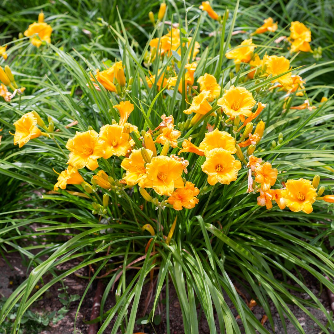 &#39;Mini Stella&#39; Liliowiec Hemerocalis