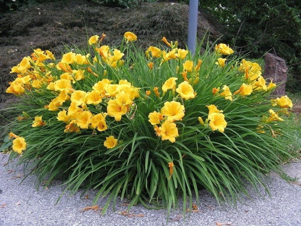 &#39;Stella de Oro&#39; Liliowiec Hemerocalis