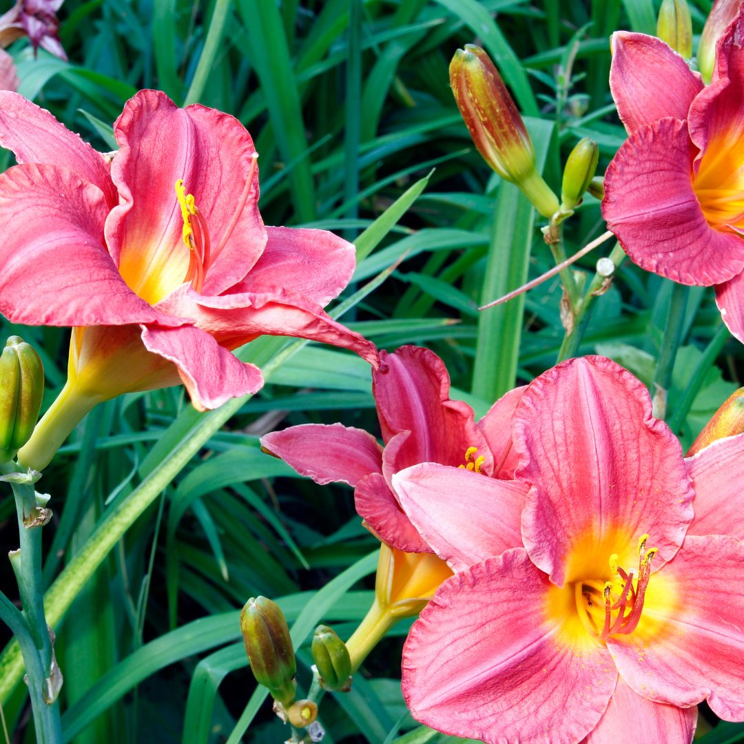 &#39;Rosy Returns&#39; Liliowiec Hemerocalis