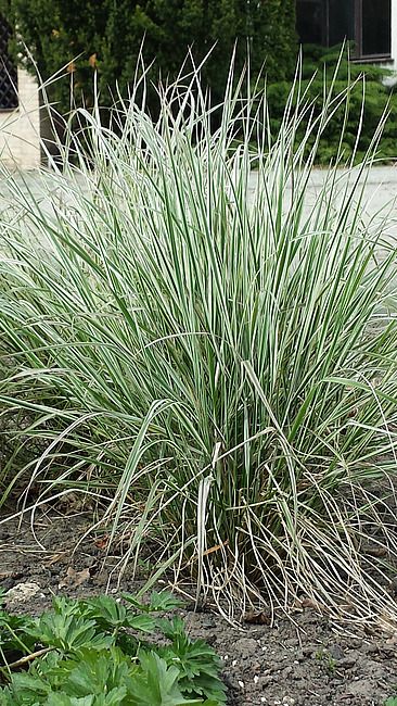 &#39;Overdam&#39; Trzciniak Trzcinnik Calamagrostis