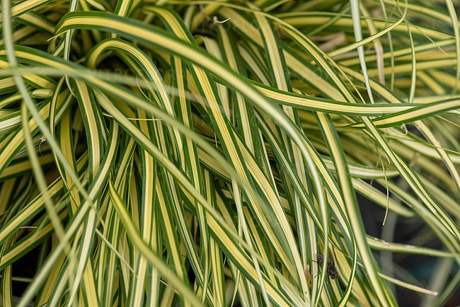 &#39;Evergold&#39; Turzyca Carex