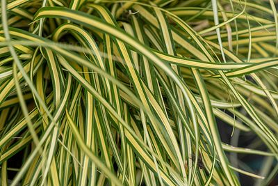 &#39;Evergold&#39; Turzyca Carex