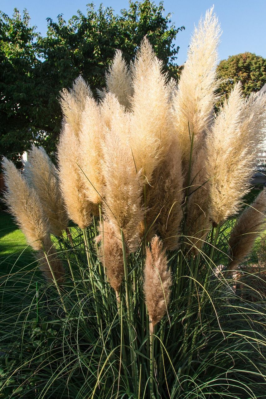 &#39;Evita&#39; Trawa pampasowa Cortaderia