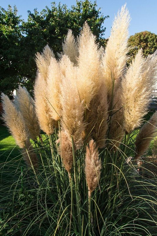 &#39;Evita&#39; Trawa pampasowa Cortaderia