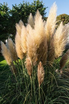 &#39;Evita&#39; Trawa pampasowa Cortaderia
