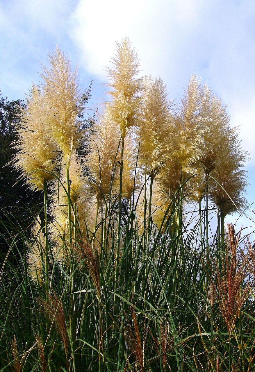 &#39;Sunningdale Silver&#39; Trawa pampasowa Cortaderia