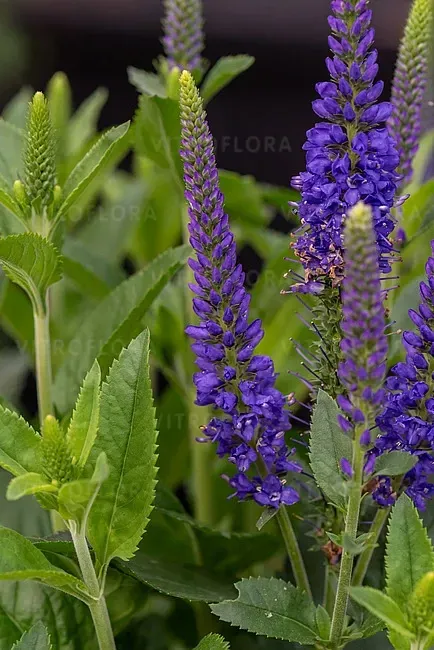 &#39;Lancita Blue&#39; Przetacznik niebieski Veronica