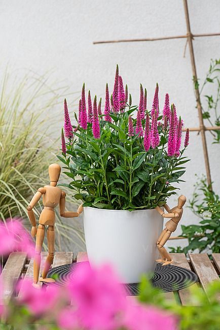 &#39;Lancita Pink&#39; Przetacznik niebieski Veronica