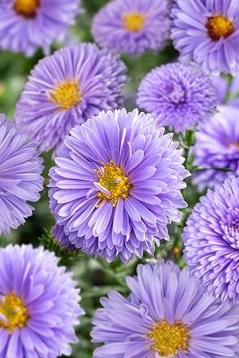 &#39;Marie Ballard&#39; Aster  novi-belgii