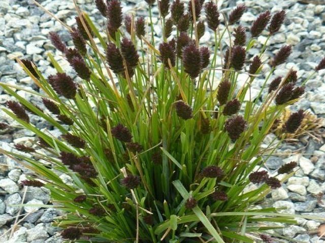 Sesleria heuflera Sesleria heufleriana