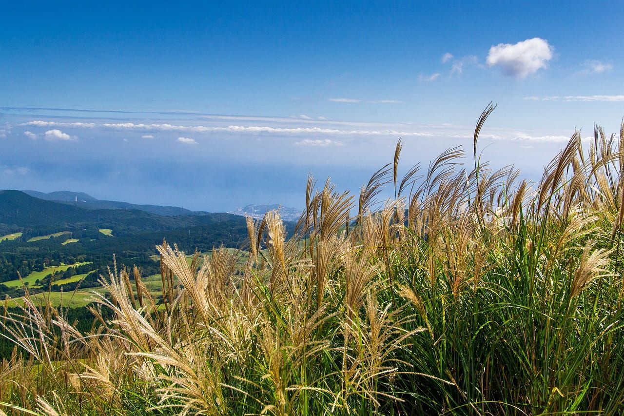 &#39;Kleine Silberspinne&#39; Miskant chiński Miscanthus