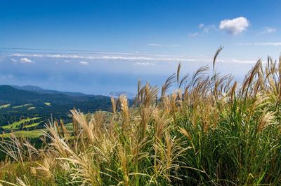 &#39;Kleine Silberspinne&#39; Miskant chiński Miscanthus