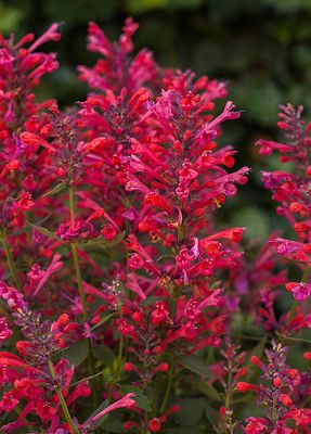 &#39;Kudos Coral&#39; Kłosowiec Agastache