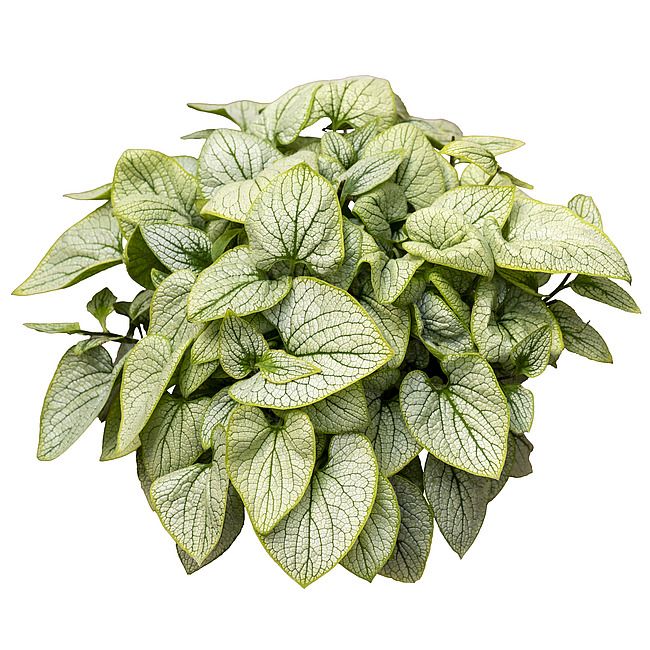 &#39;Little Heart&#39; Brunera, Brunnera