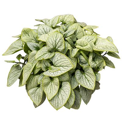 &#39;Little Heart&#39; Brunera, Brunnera