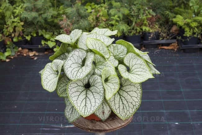 &#39;Silver Heart&#39; Brunera, Brunnera