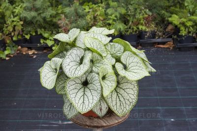 &#39;Silver Heart&#39; Brunera, Brunnera