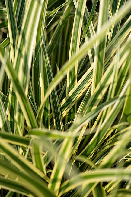 &#39;Vanilla Ice&#39; Turzyca Carex
