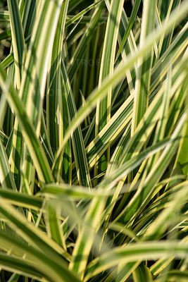 &#39;Vanilla Ice&#39; Turzyca Carex