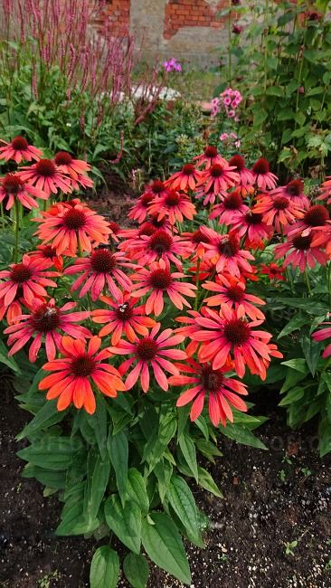 &#39;Pearl™ Red&#39; Jeżówka Echinacea