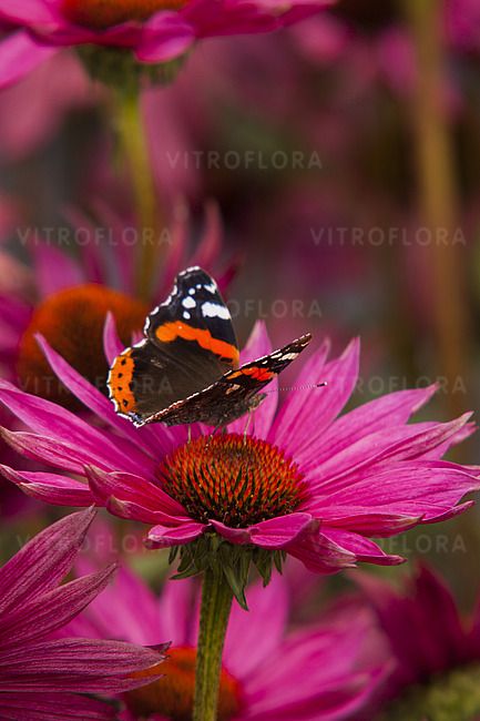 &#39;JS Roho&#39; Jeżówka Echinacea