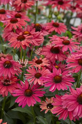 &#39;Sweet Meadow Mama&#39; Jeżówka różowa Echinacea