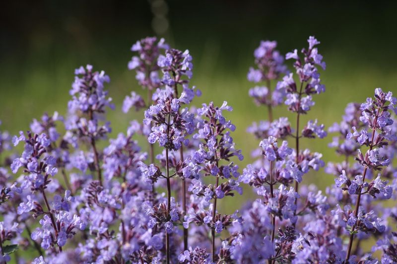 &#39;Cat’s Pajamas Blue&#39; Kocimiętka Nepeta