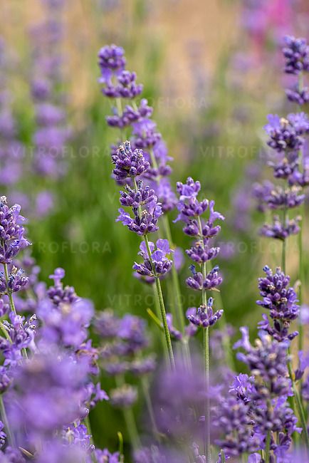 &#39;Munstead&#39; Lawenda Lavandula