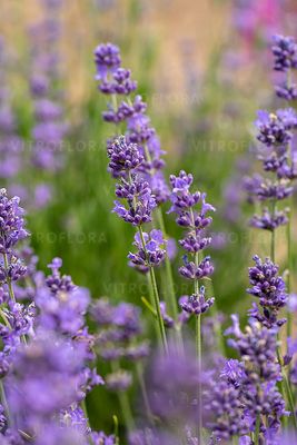 &#39;Munstead&#39; Lawenda Lavandula