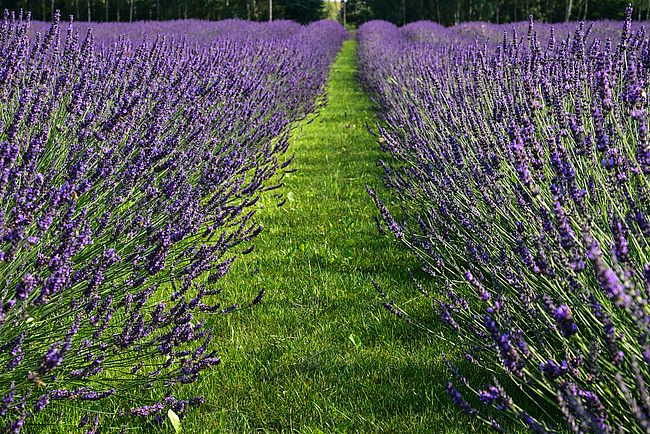 ’Phenomenal&#39; Lawenda Lavandula