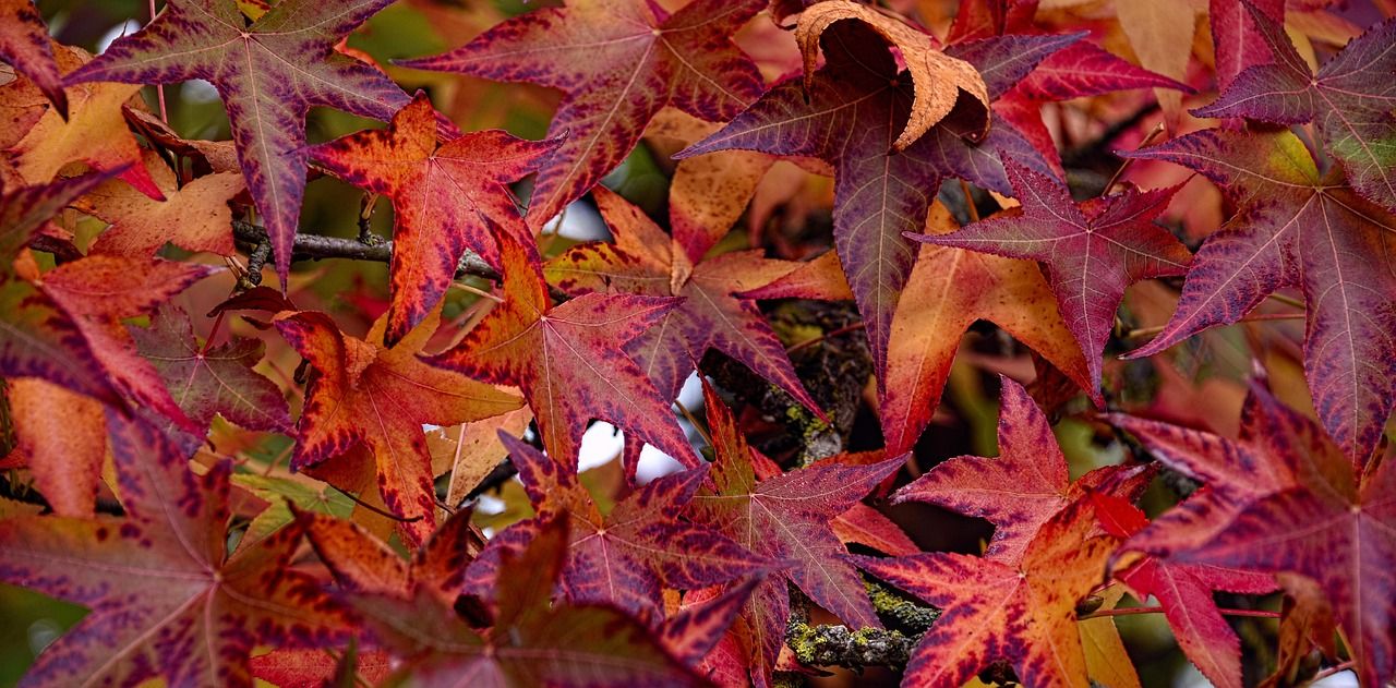 Ambrowiec amerykański Liquidambar styraciflua
