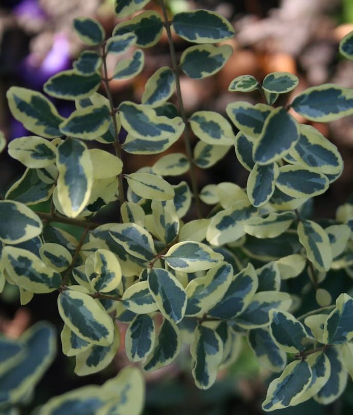 &#39;Musli&#39; Ligustr Ligustrum ibota