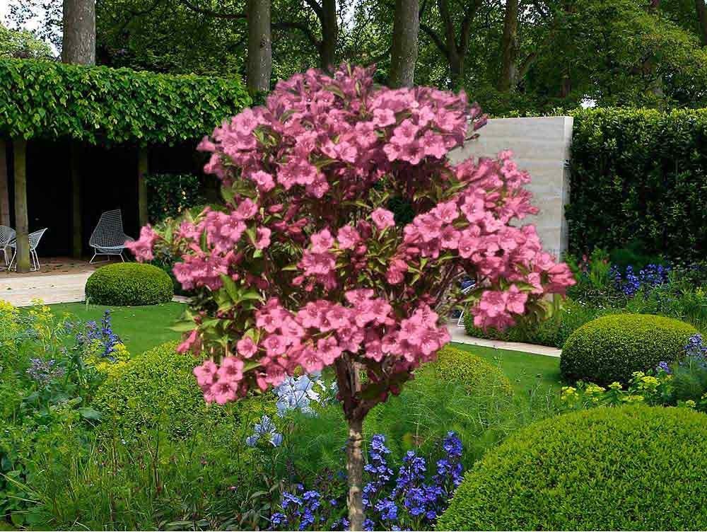 Krzewuszka na pniu różowa Weigela &#39;Styriaca&#39;