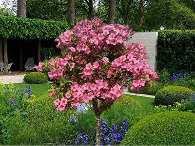 Krzewuszka na pniu różowa Weigela &#39;Styriaca&#39;