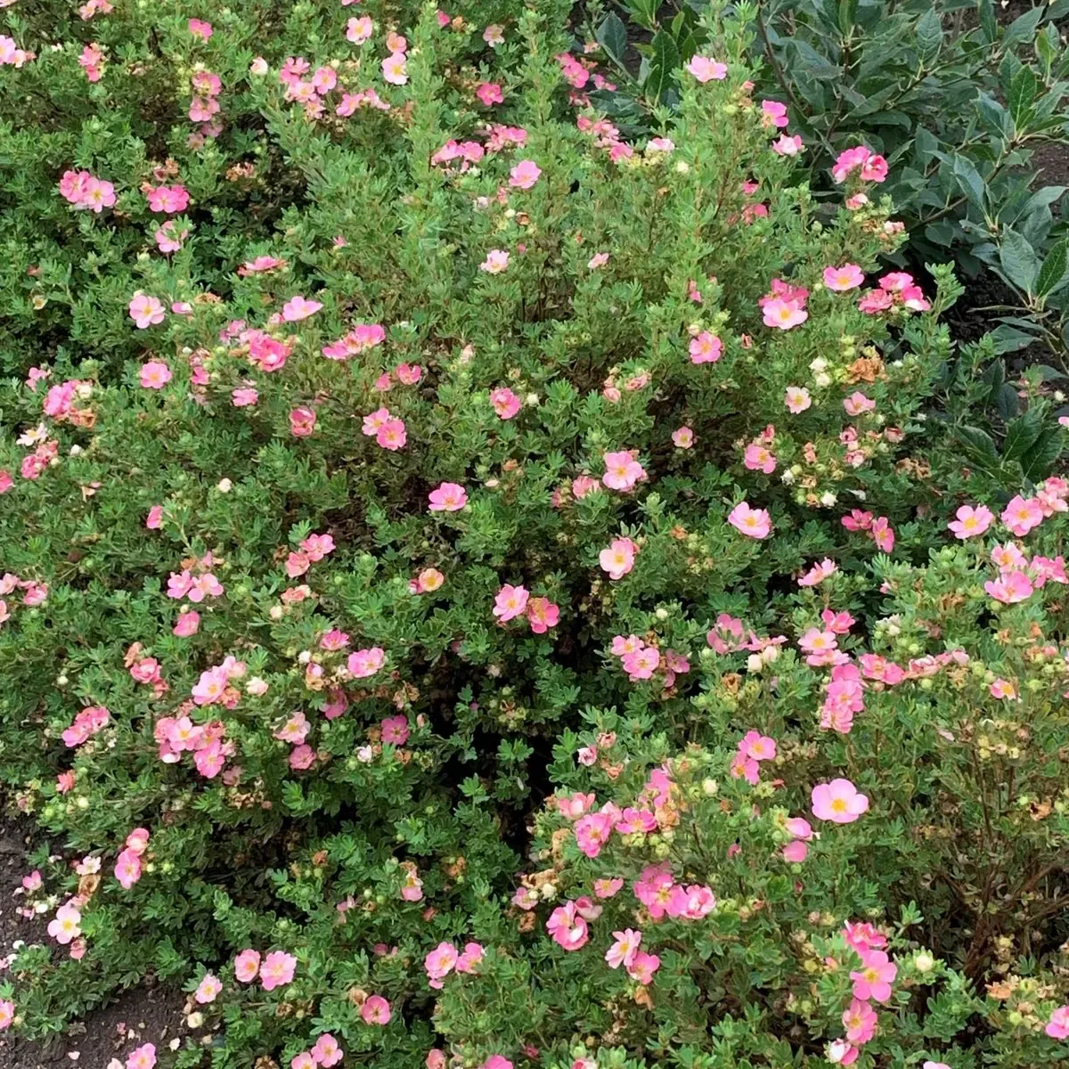 &#39;Happy Hearts® Pink Star&#39; Pięciornik Potentilla fruticosa