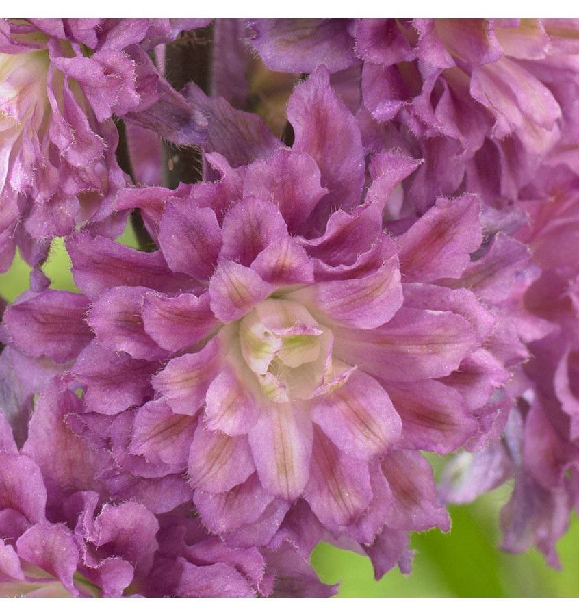 &#39;Highlander Flamenco&#39; Ostróżka Delphinium