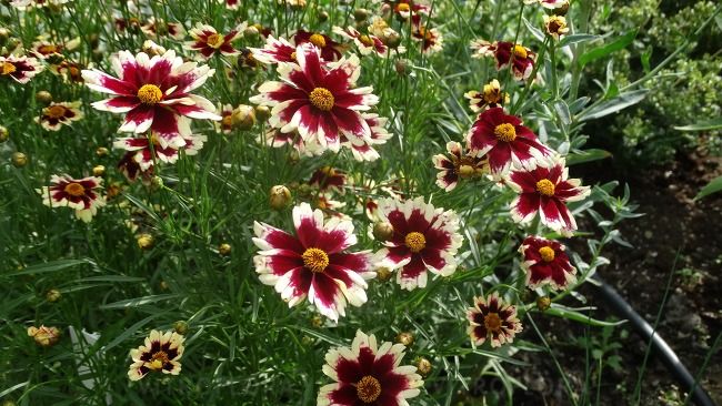 &#39;Ruby Frost&#39; Nachyłek Coreopsis