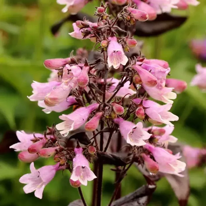 &#39;Dakota Burgundy&#39; Penstemon