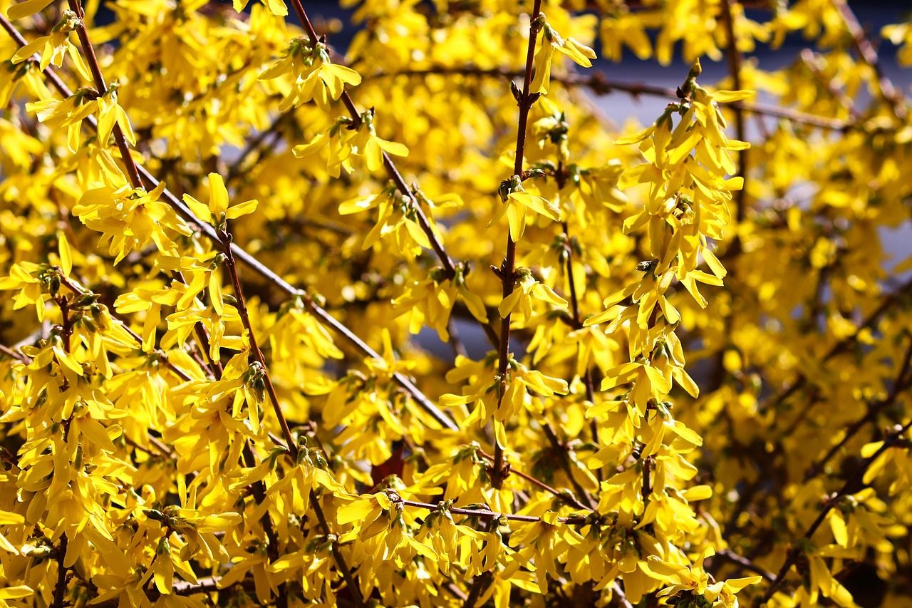 &#39;Variegata&#39; Forsycja Forsythia