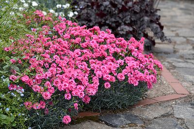 &#39;Angel of Hopes&#39; Goździk Dianthus