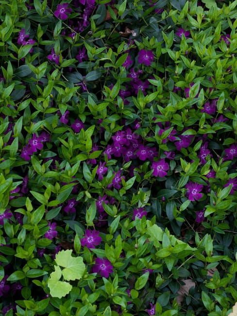 &#39;Atropurpurea&#39; Barwinek Vinca minor