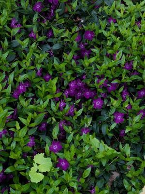 &#39;Atropurpurea&#39; Barwinek Vinca minor